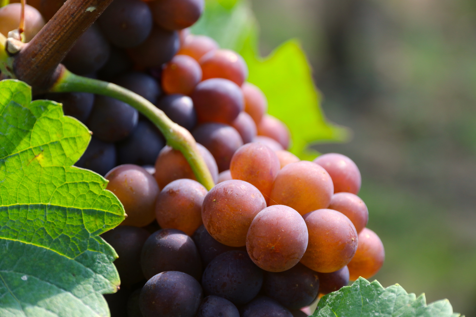 Wijndomein Aldeneyck is gespecialiseerd in Pinot druivenrassen