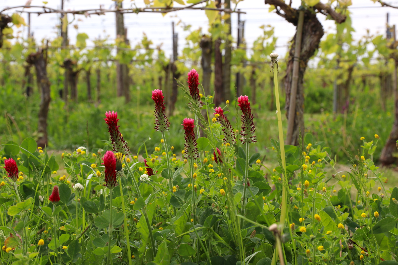 Duurzame wijnbouw bij Betuws Wijndomein resulteert onder meer in een kleurrijke wijngaard.