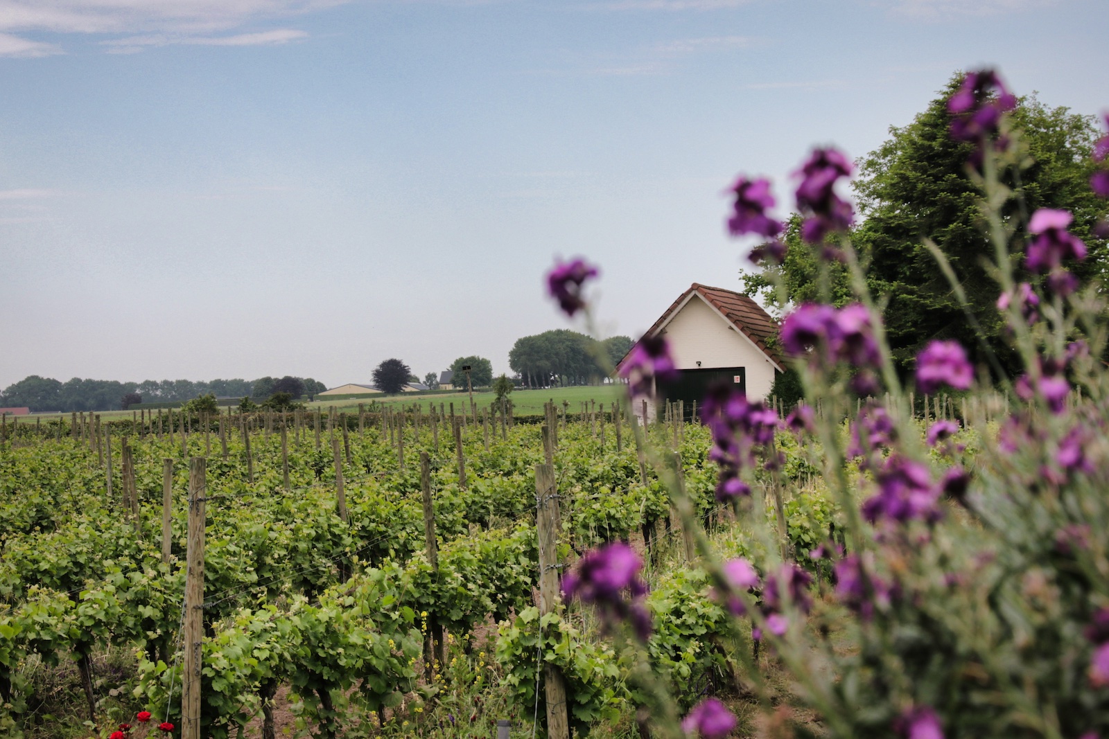 Wijngaarden van Wijnhoeve De Colonjes in Groesbeek
