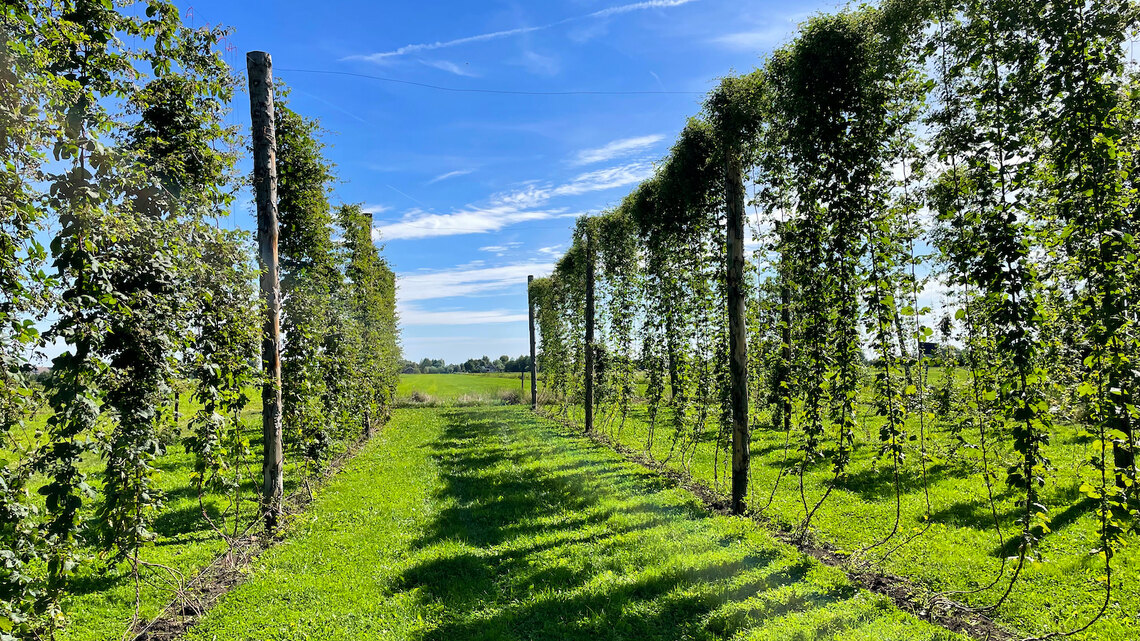 Netherlands: Why not grow hops?