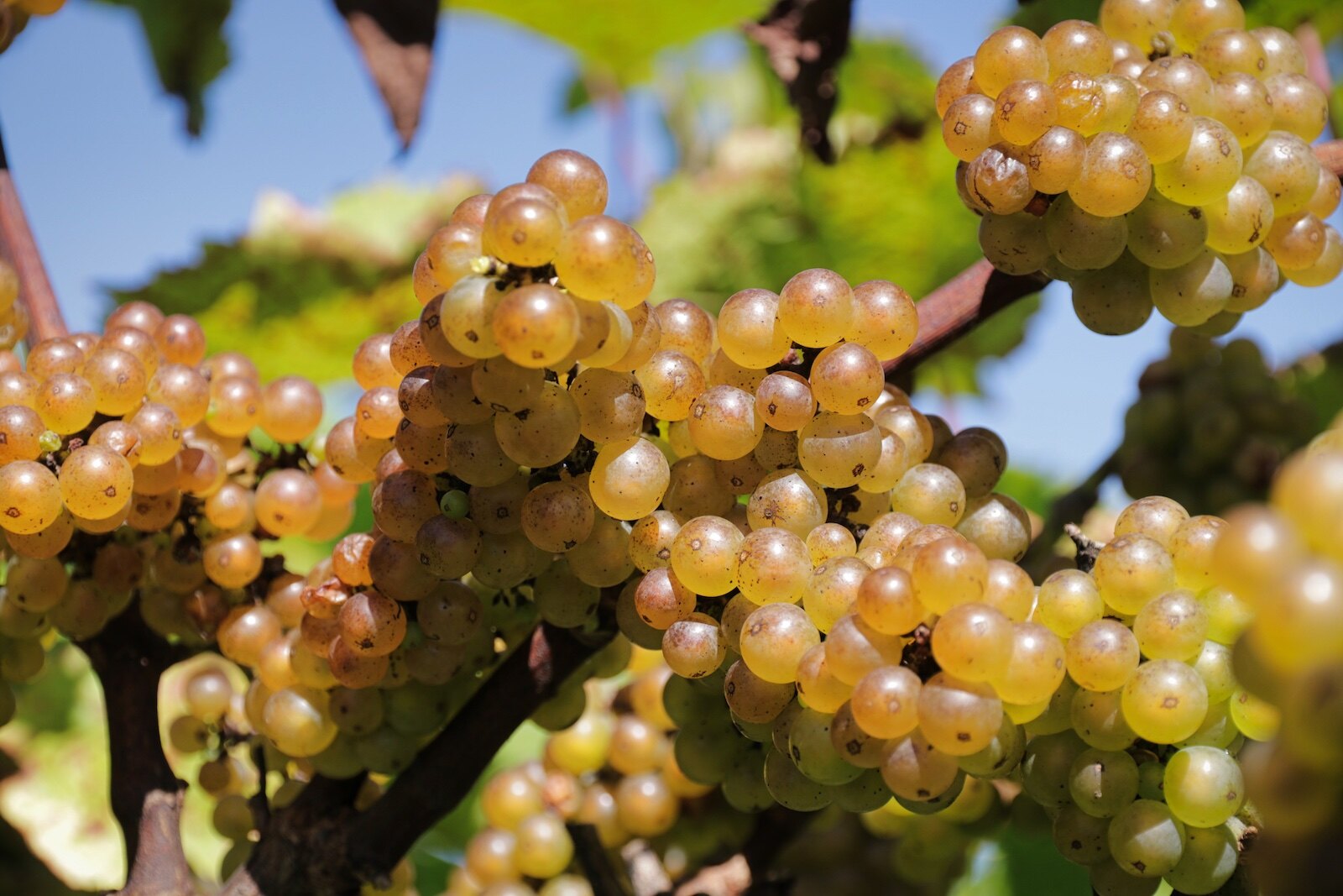 Grape bunches in the vineyards of Wijngaard Dassemus