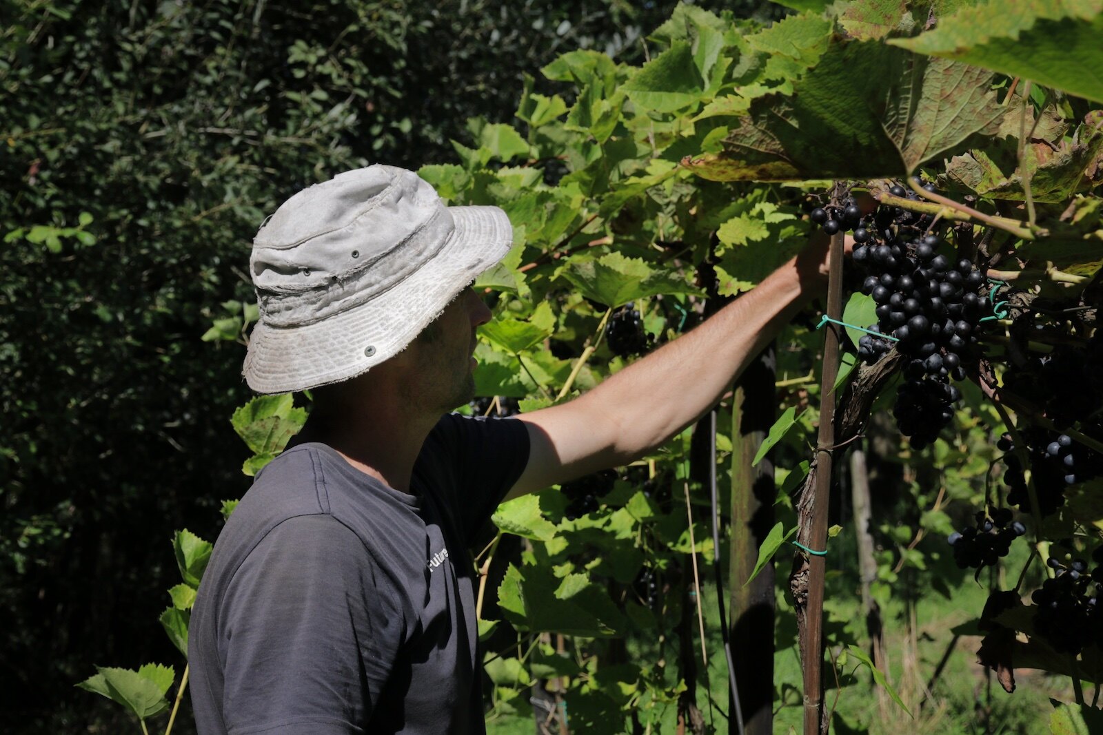 Dutch winemaker Ron Langeveld at work in the vineyards of Wijngaard Dassemus