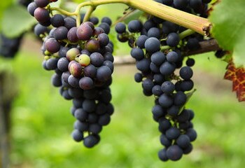 Hybride druivenras Regent is veelvuldig aangeplant in Nederlandse wijngaarden.