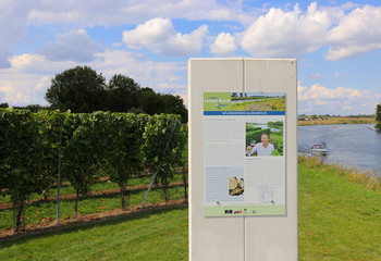 Vineyards of Wijndomein Aldeneyck along the river Meuse