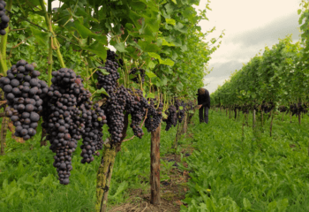 Blue grape vines at Dutch winery Betuws Wijndomein