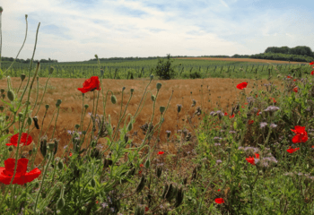 Klaprozen in de velden rond de wijngaarden van De Colonjes