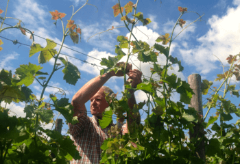 Nederlandse wijnmaker Job Huisman aan het werk in de wijngaarden van Wijnboerderij \'t Heekenbroek