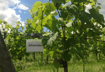 Johanniter vines, a popular grape variety in the Netherlands
