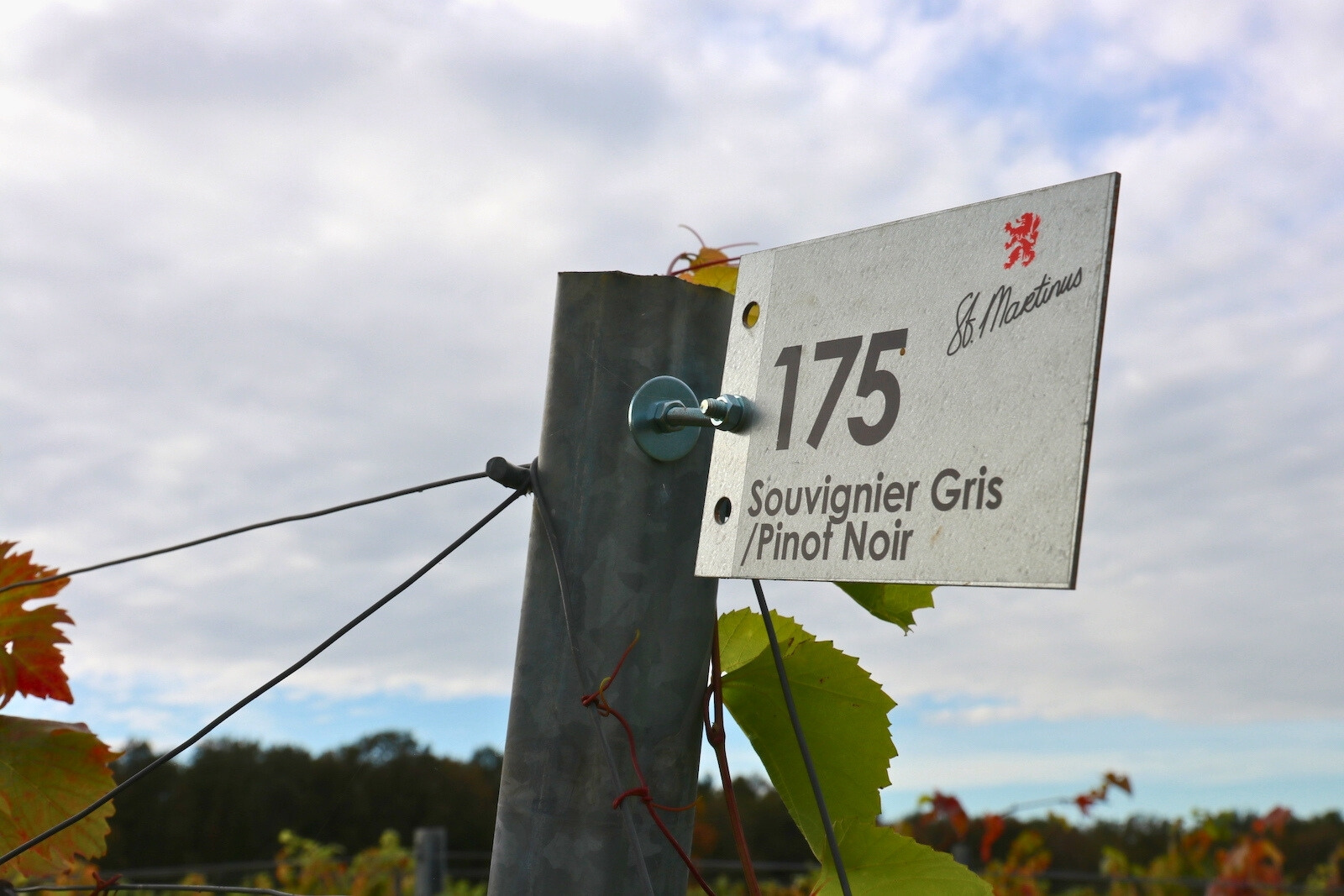 Souvignier Gris en Pinot Noir aanplant bij Wijngaard St. Martinus in Zuid Limburg