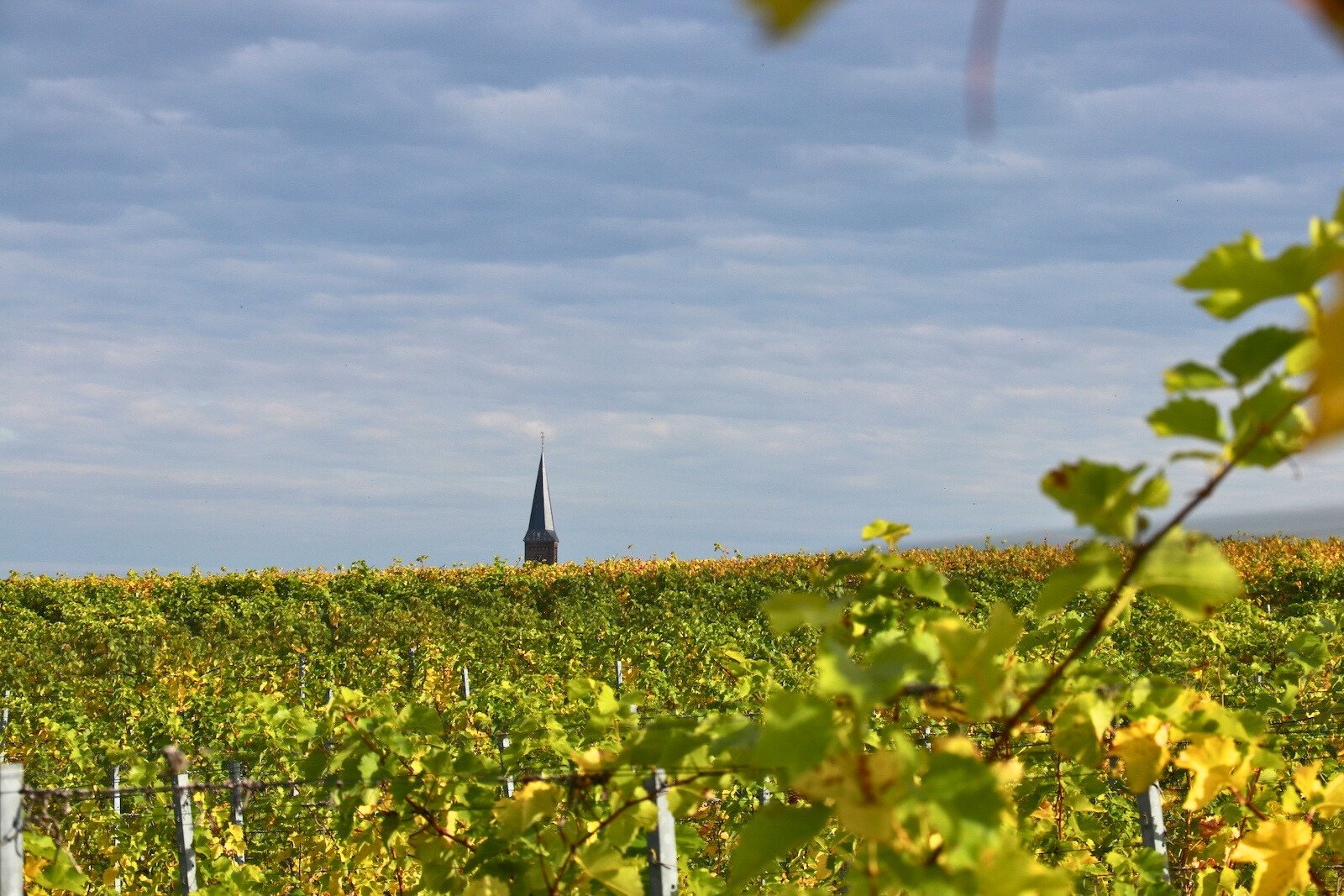 Limburgse wijngaarden van Wijngaard St. Martinus in Vijlen