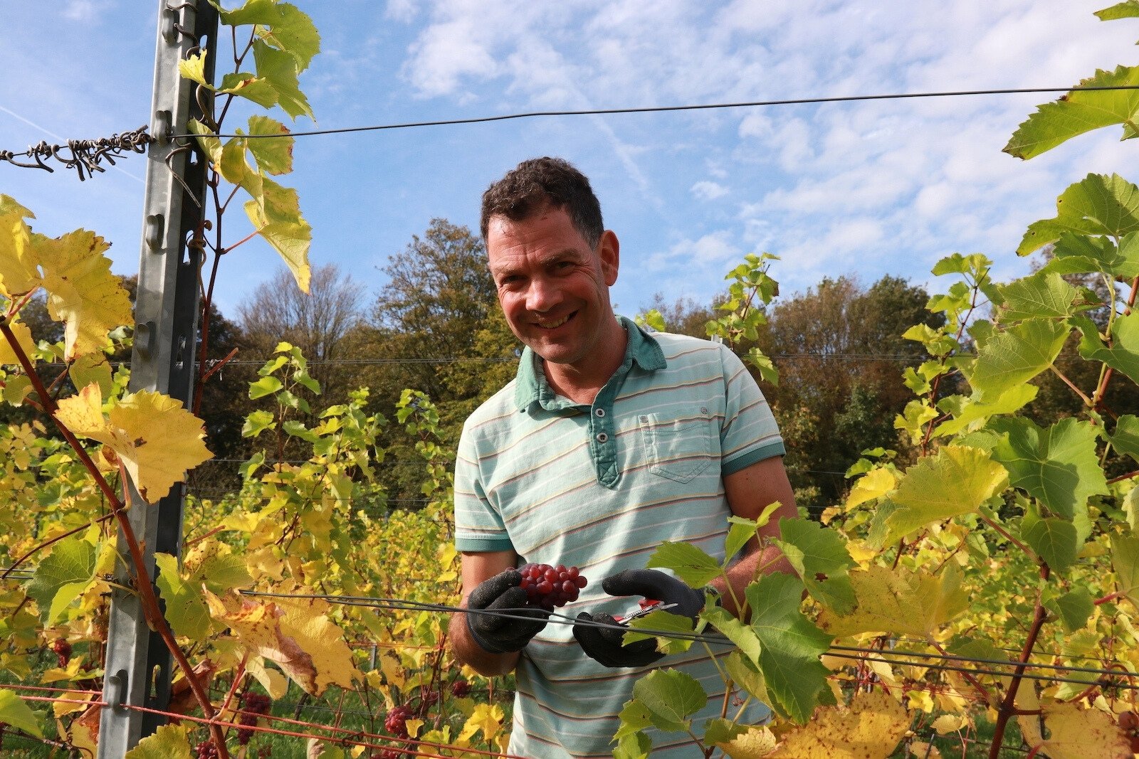 Druivenpluk in de Limburgse wijngaarden van Sint Martinus