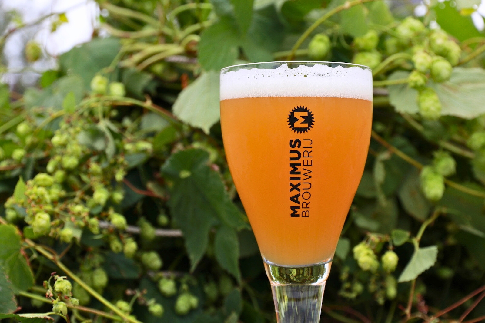 Hop plukken en tussendoor genieten van een Maximus bier