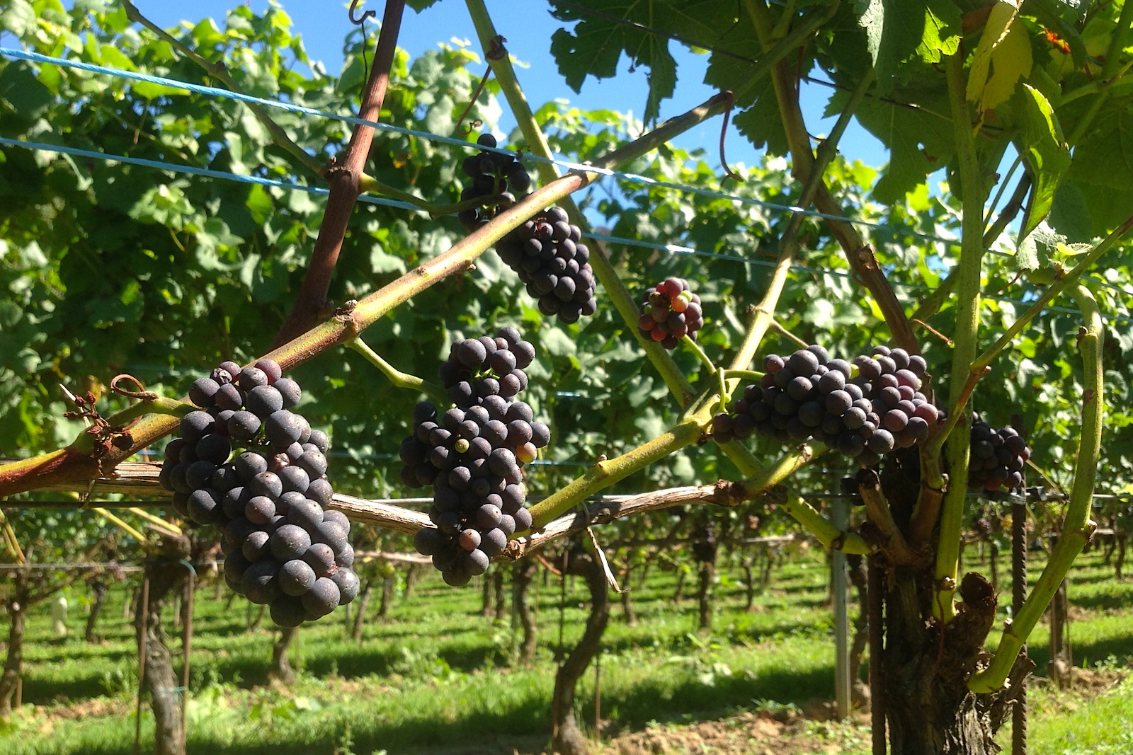 Pinot Noir in de wijngaarden van Wijnkasteel Genoels-Elderen