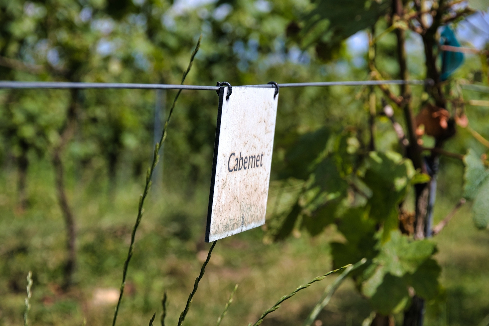 Cabernet varieties at Belgian wine estate De Steinberg