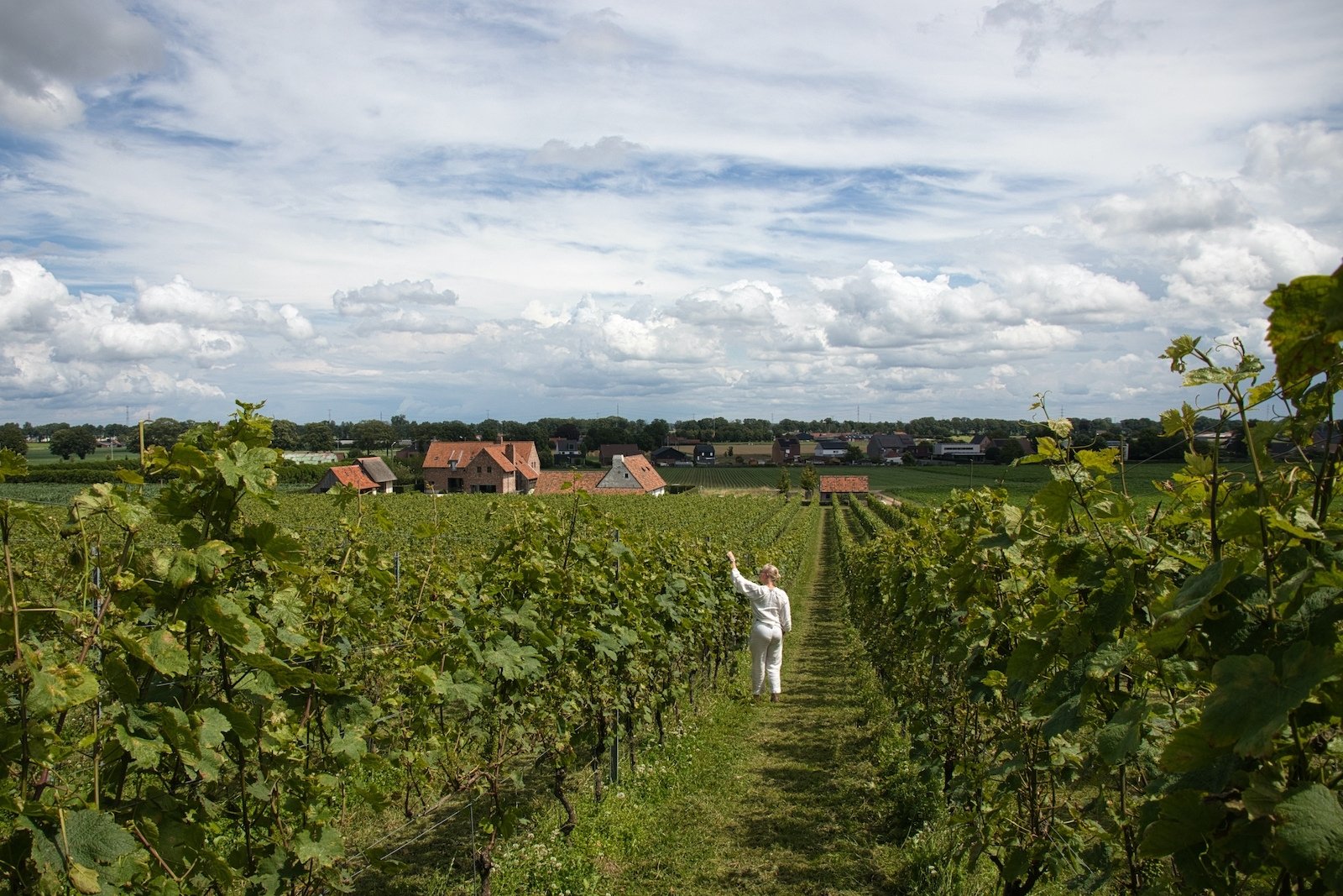 Ilse Swennen in de wijngaarden van Wijndomein De Steinberg in Bree