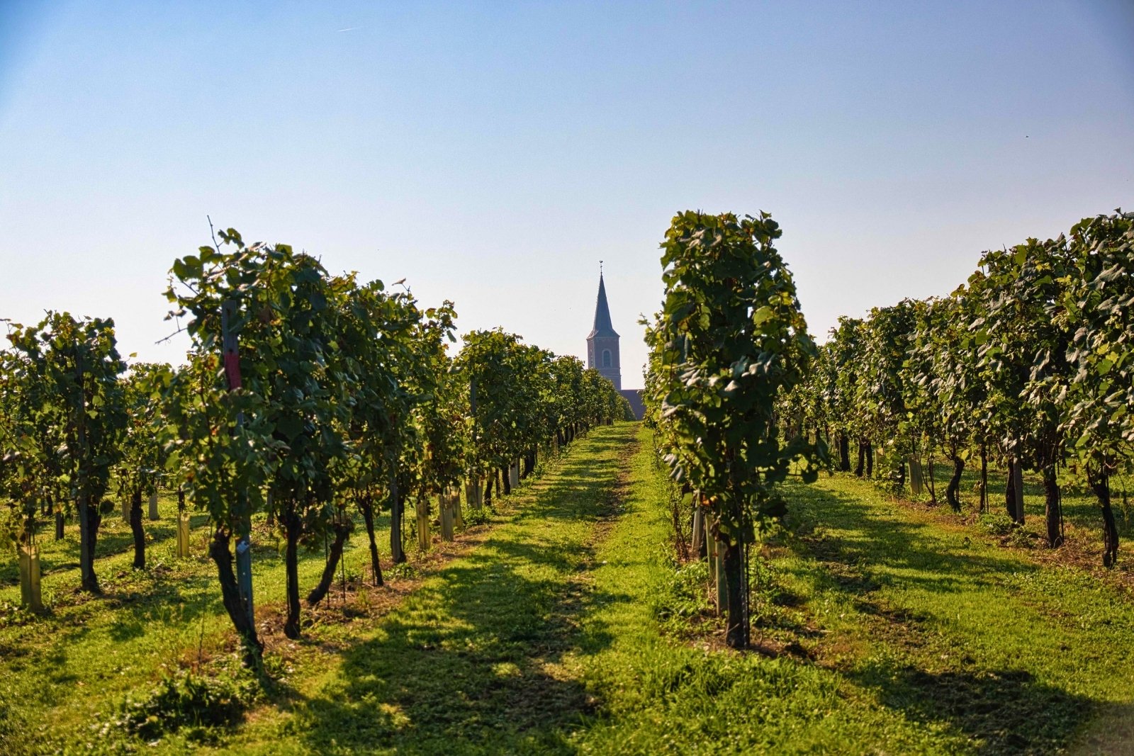 Wijngaarden van Wijnkasteel Genoels-Elderen in Riemst