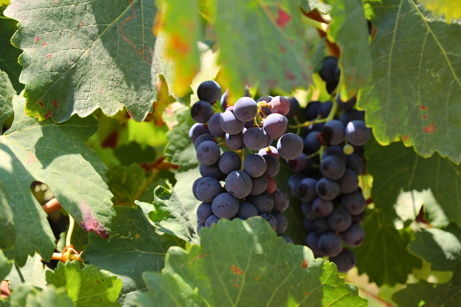 Avgoustiatis druivenras bij Art & Wine Winery, Zakynthos