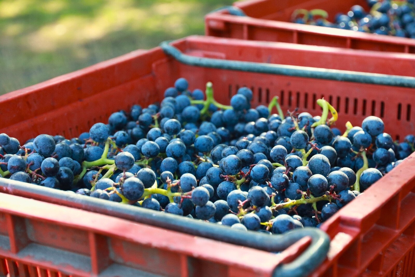 Harvest time at Aan de Breede Beek winery in Nijkerk