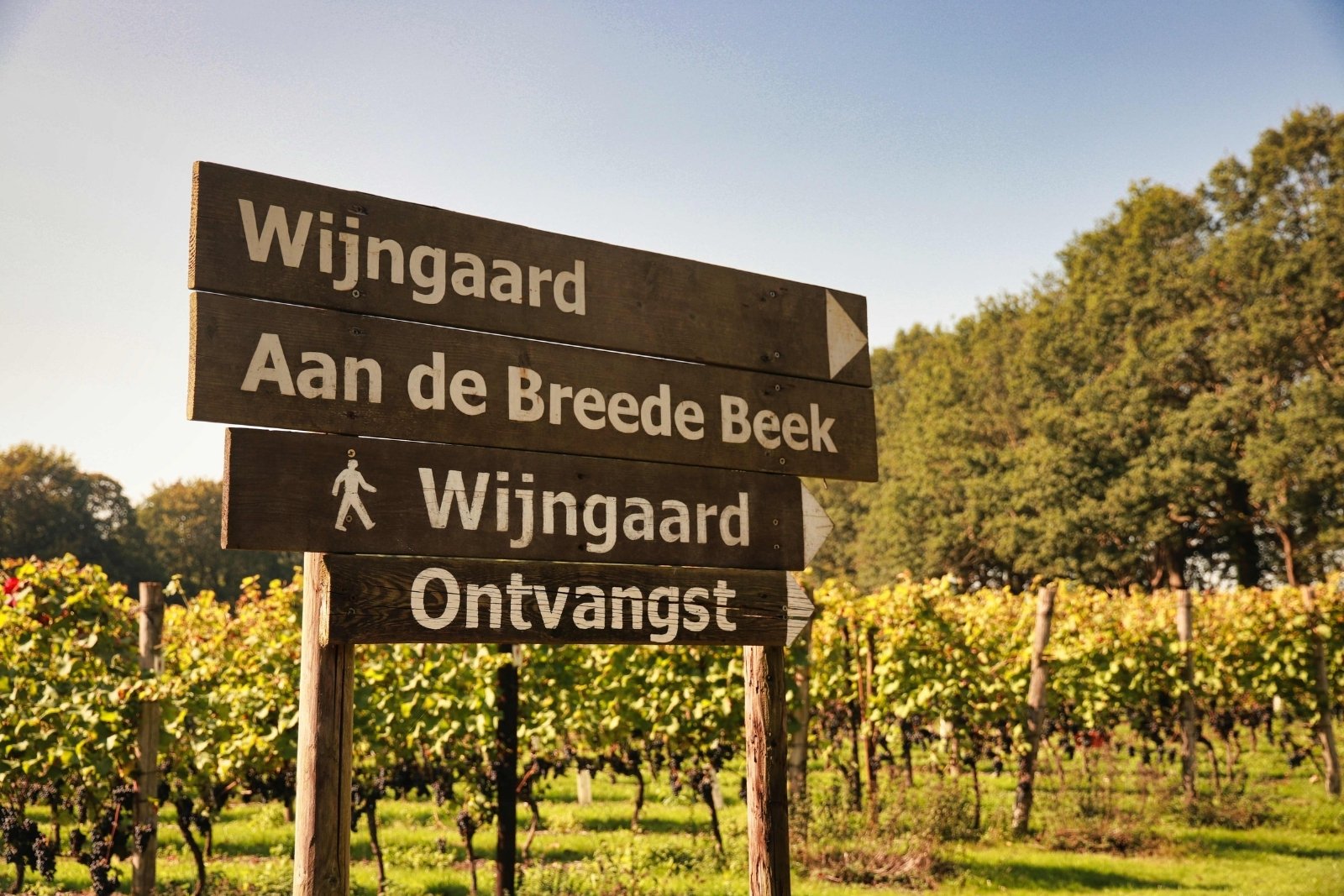 Wijngaard Aan de Breede Beek in Nijkerk