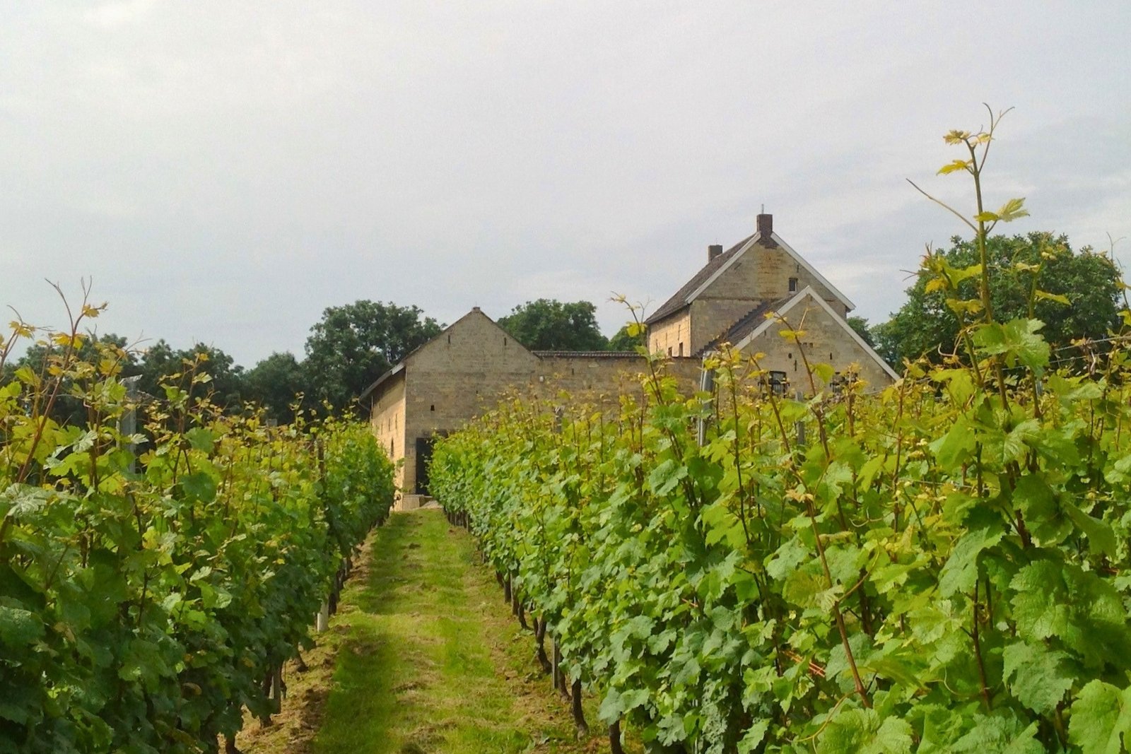 De Apostelhoeve, wijnboerderij net buiten Maastricht