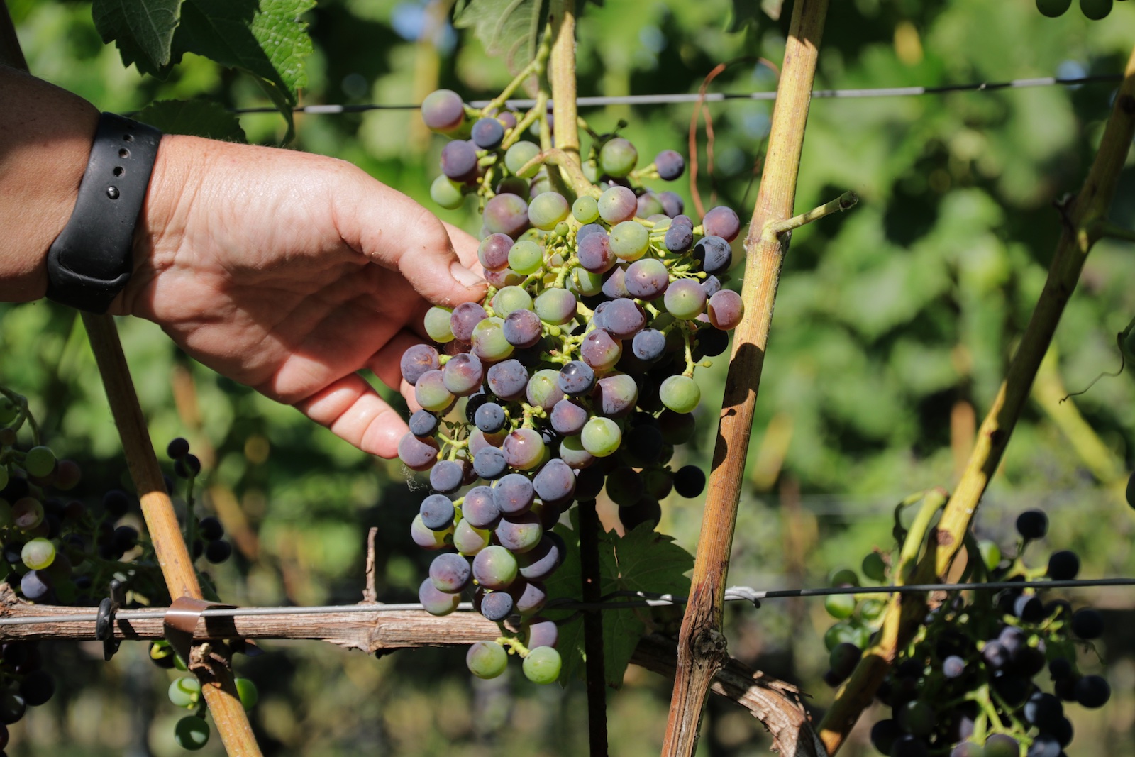 Moderne druivenrassen bij Wijndomein Auansati