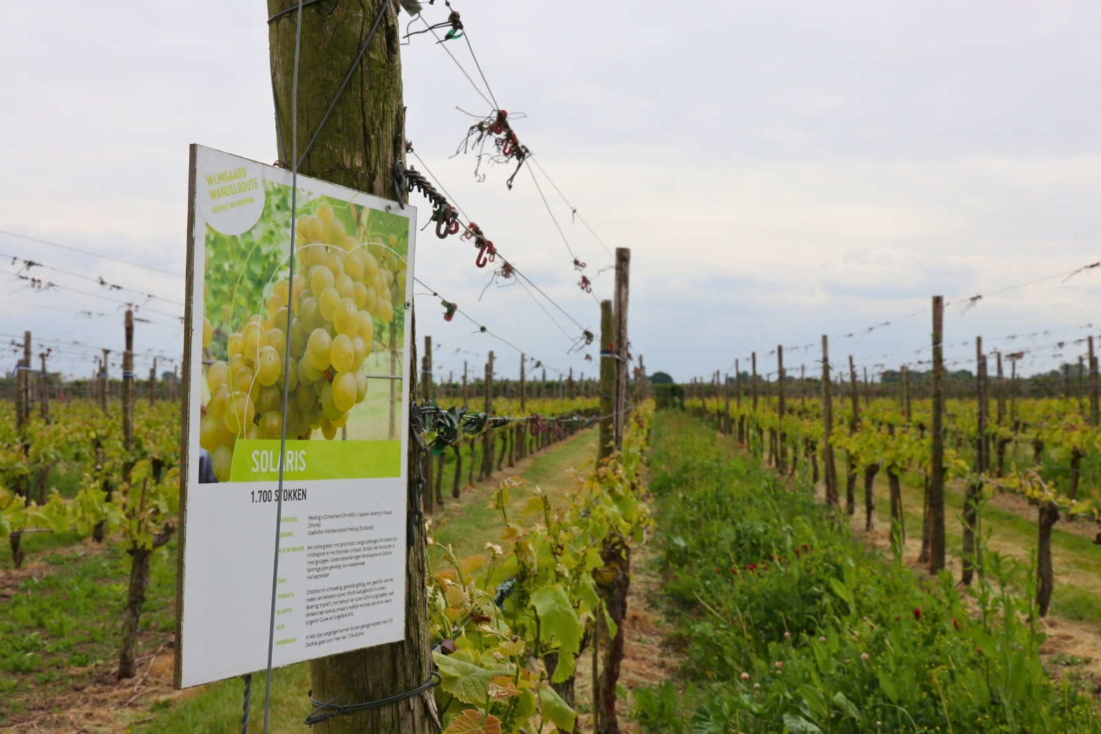 Solaris grape variety at Dutch winery Betuws WIjndomein