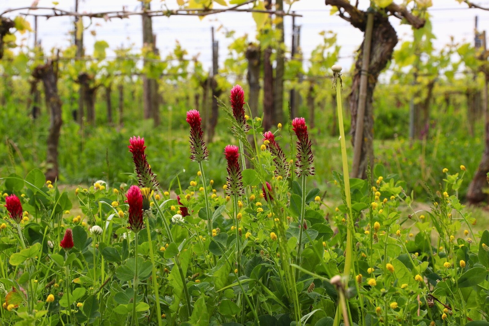 Sustainable wine growing at Betuws Wijndomein results in colorful vineyards.