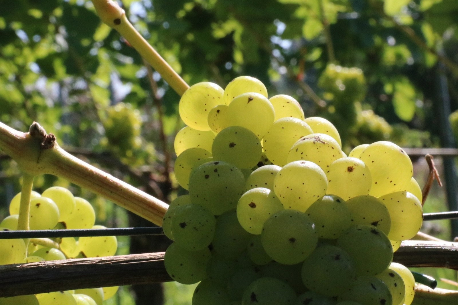 Johanniter grape variety at Dutch winery De Amsteltuin in Amstelveen 