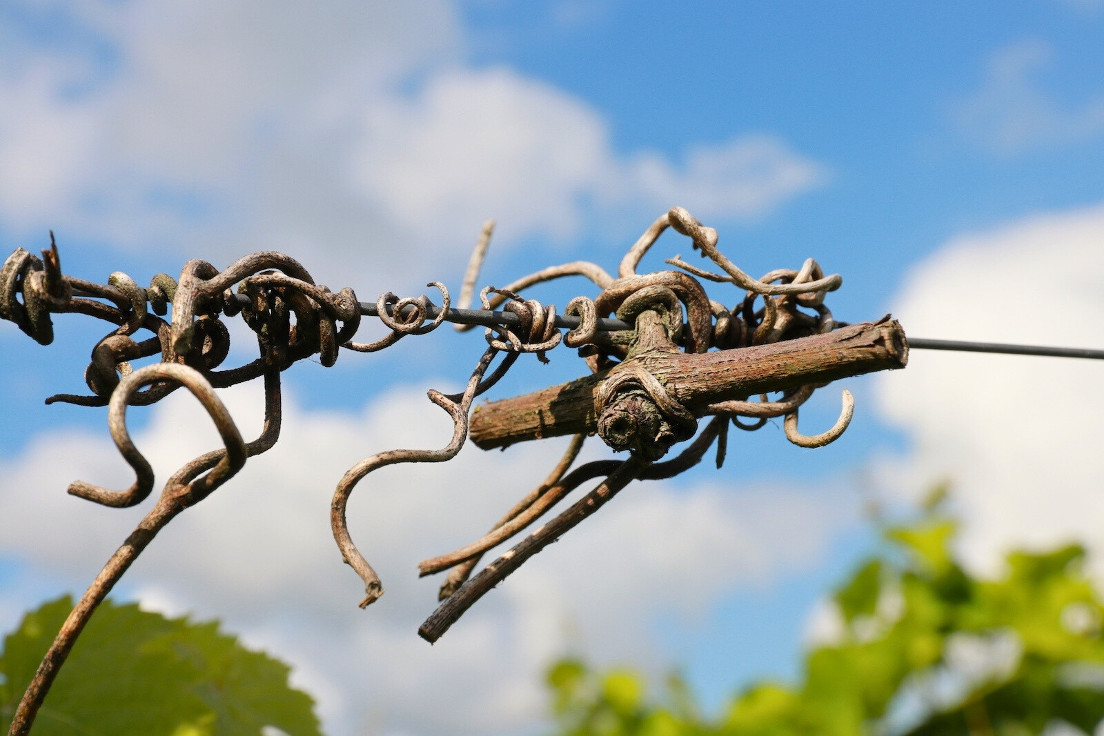 Vine art at De Frysling winery in the village of Twijzel