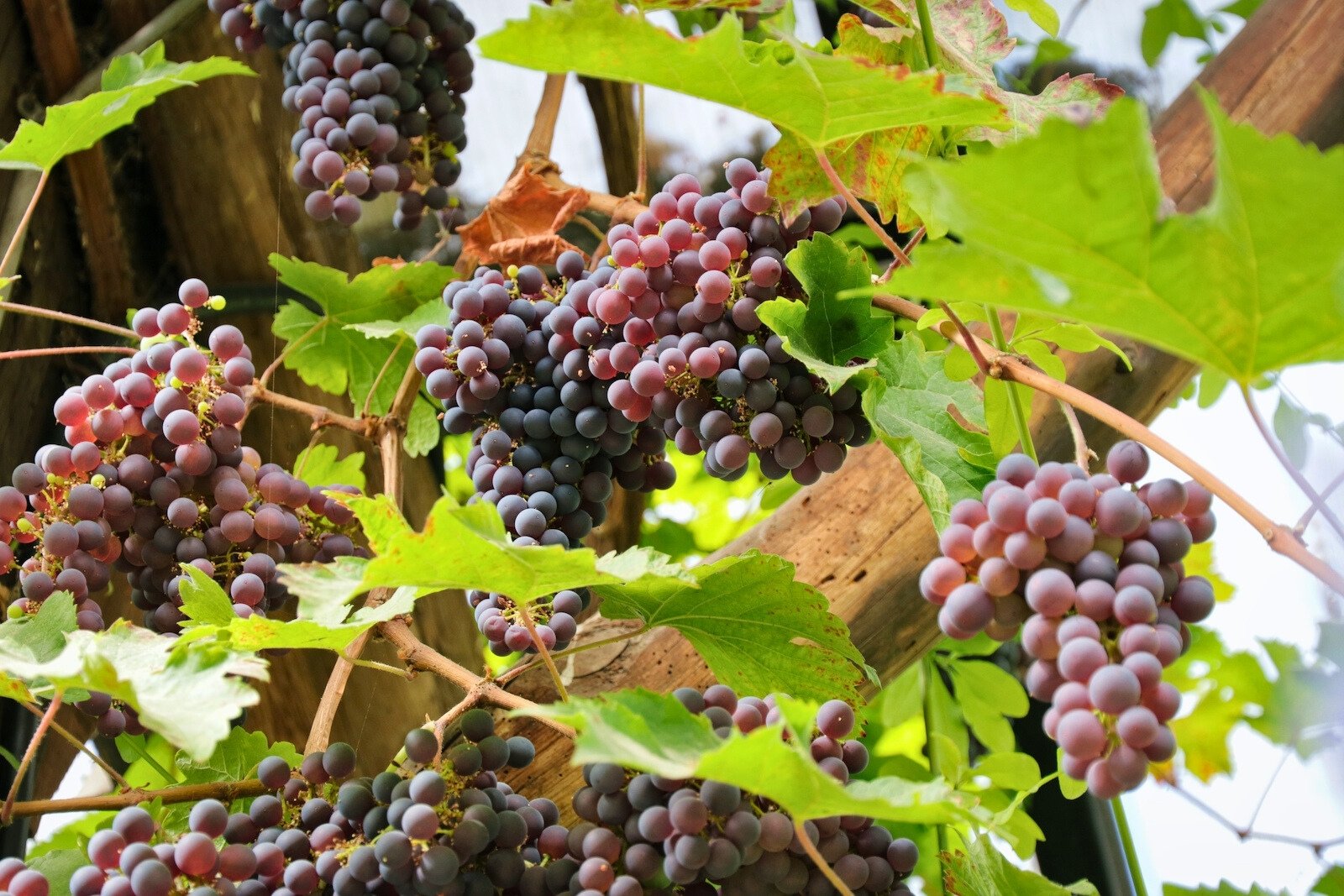 Cabernet Sauvignon doet het goed in de orangerie van Domaine d'Heerstaayen