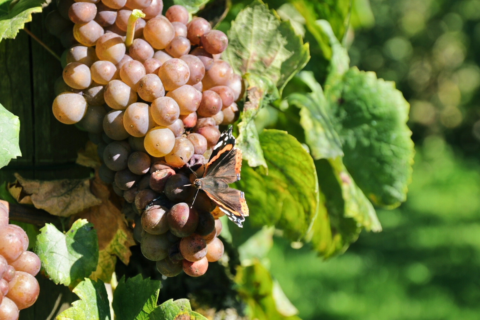 Pinot Gris doet het goed in het koele Nederlandse klimaat 