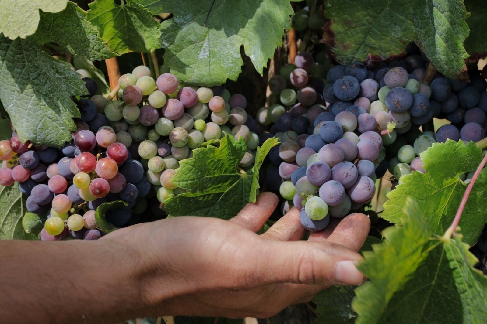 Naast Riesling vind je in de wijngaard van Domein Aldenborgh in Eys ook andere druivenrassen.