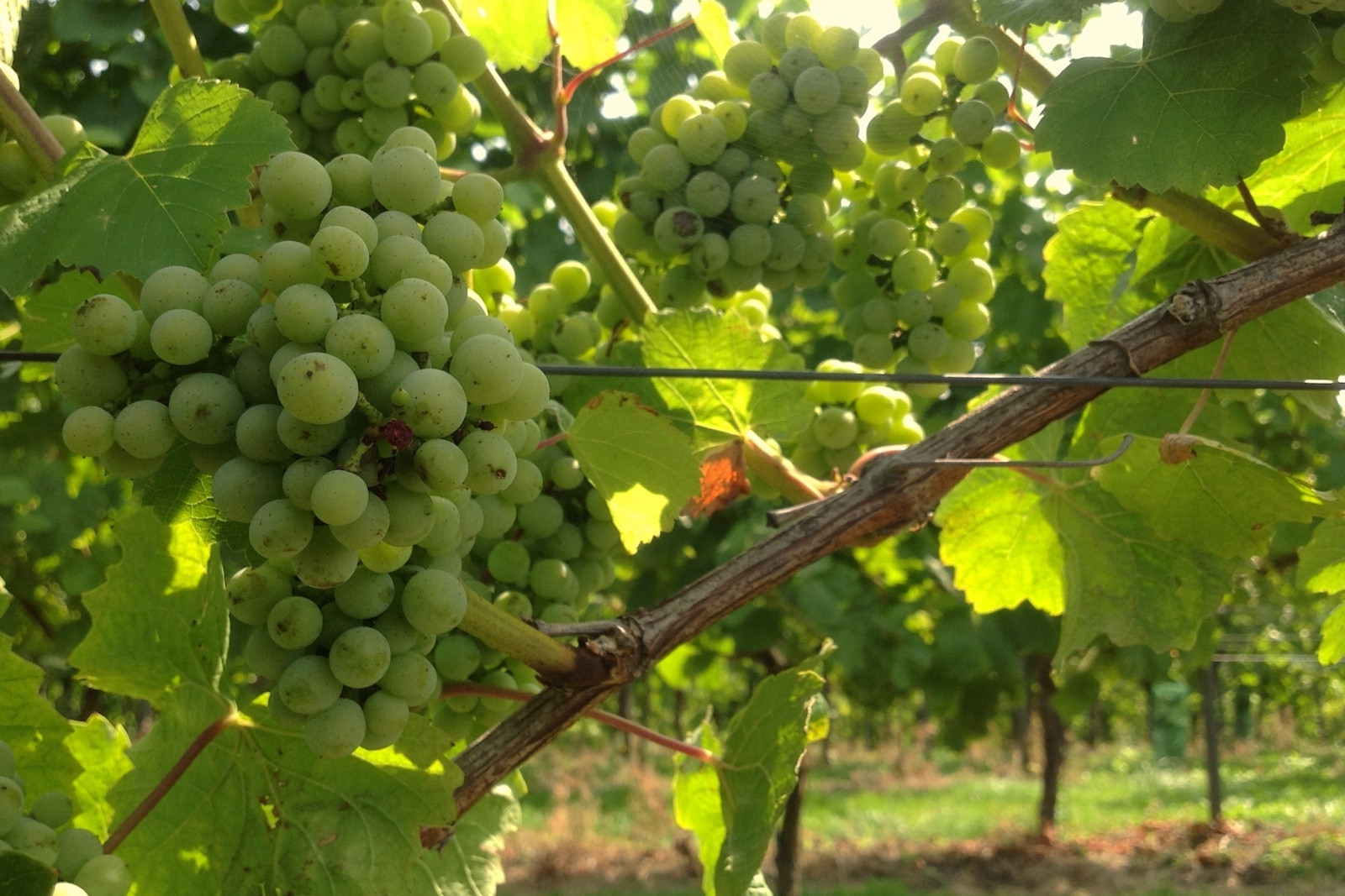 Chardonnay druiven bij Domein De Wijngaardsberg in Zuid-Limburg