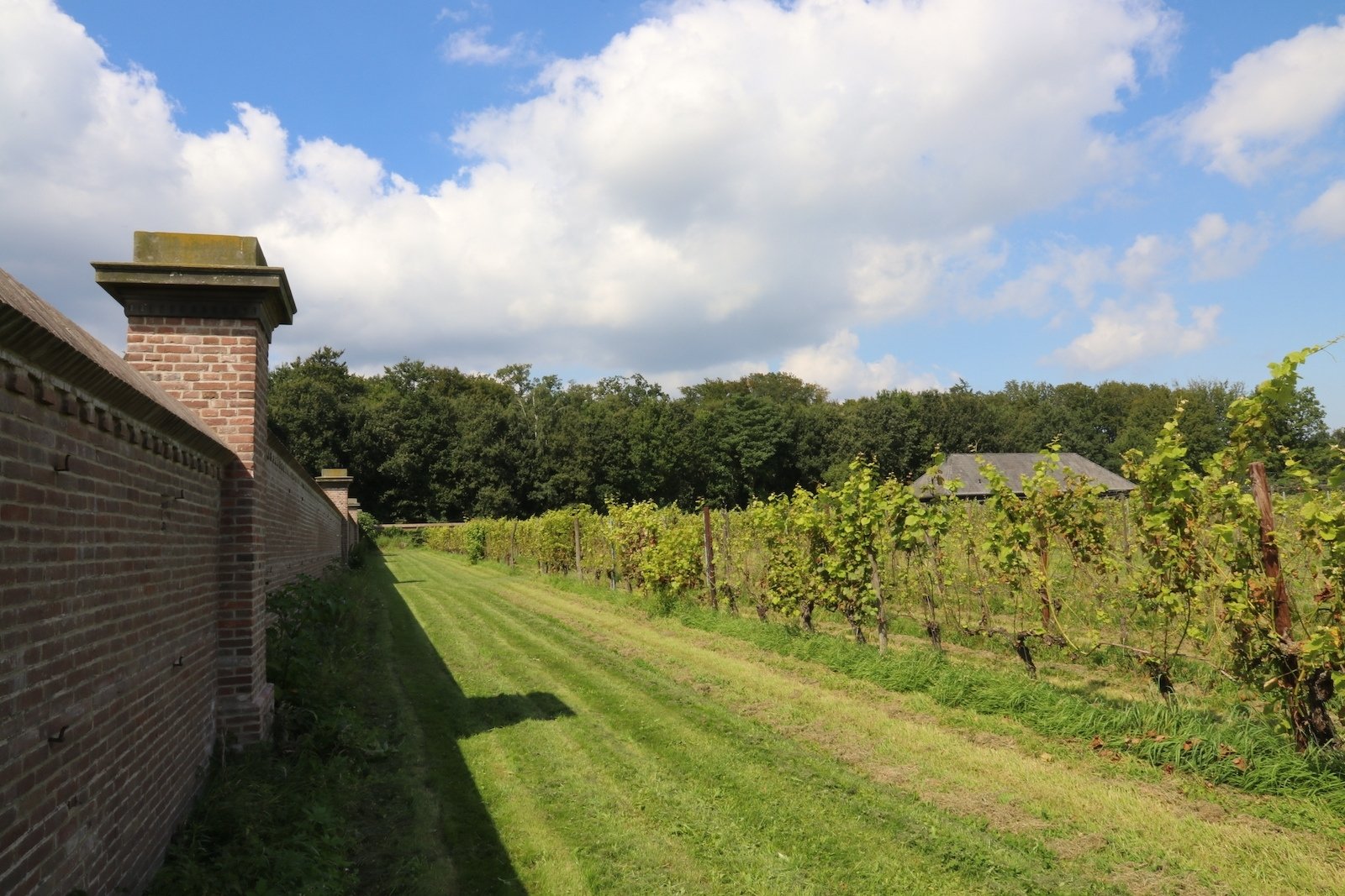 De ommuurde wijngaard van Domein Hof te Dieren in Gelderland