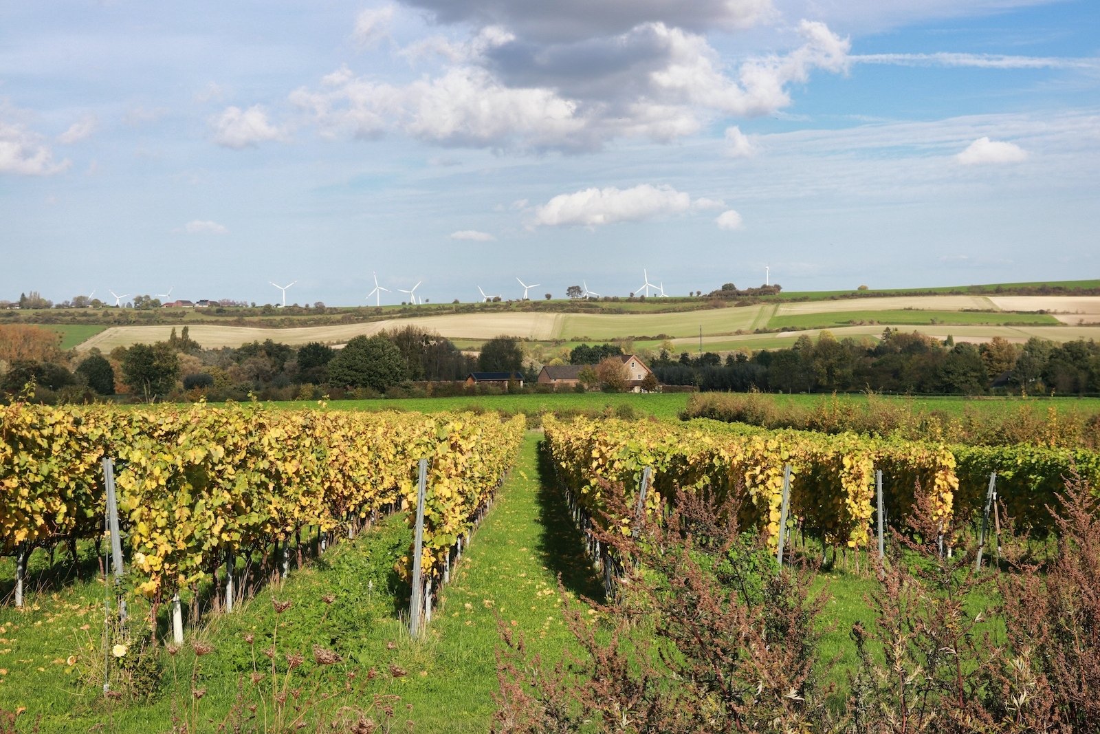 Wijngaarden van Domein Holset in Lemiers met uitzicht over het Limburgse heuvelland