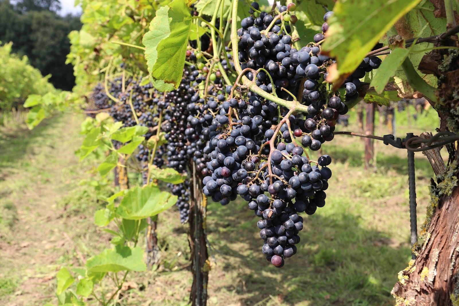 Vineyard of Domein Hof te Dieren in Gelderland