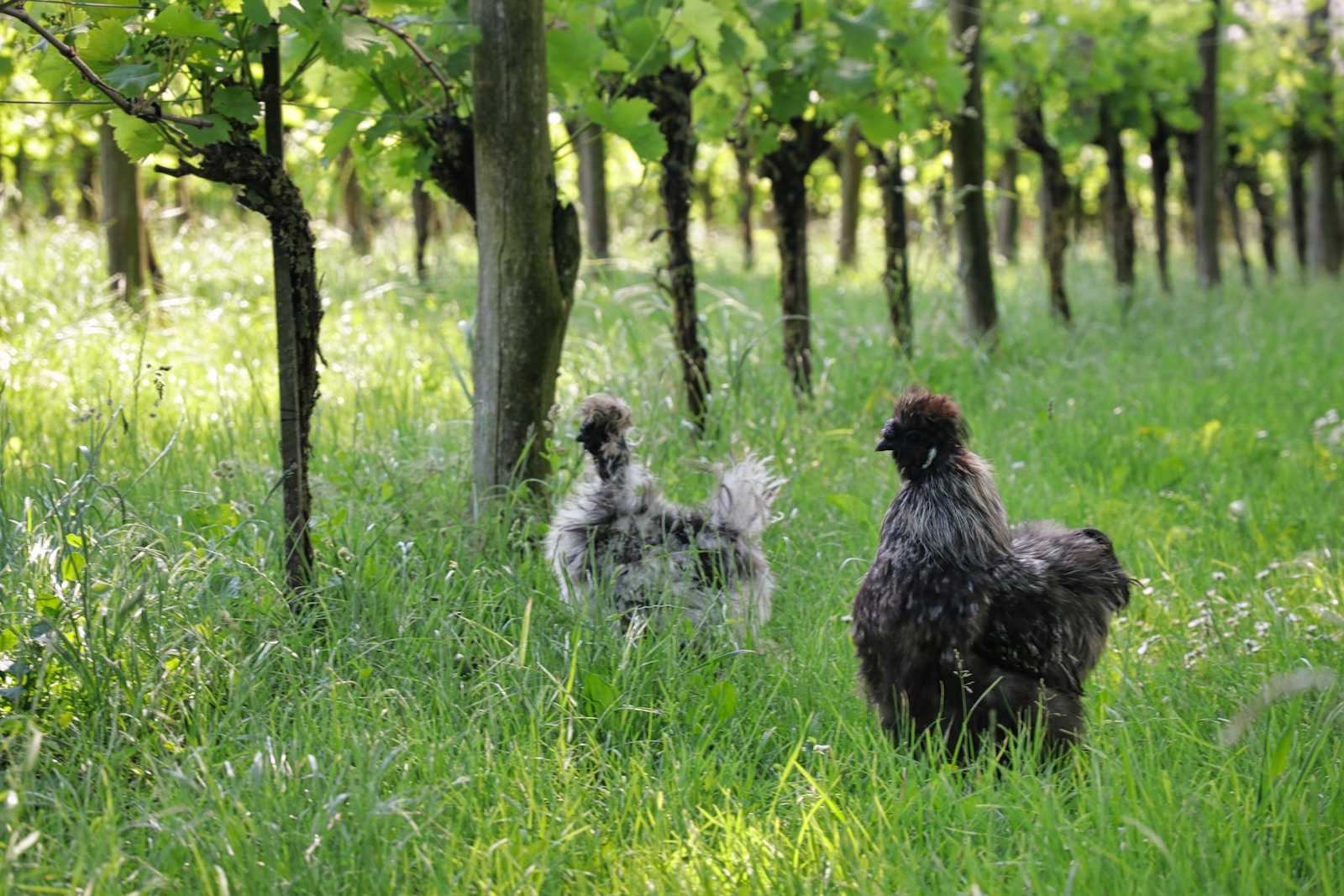 Kippen in de wijngaarden van Wijngoed Montferland