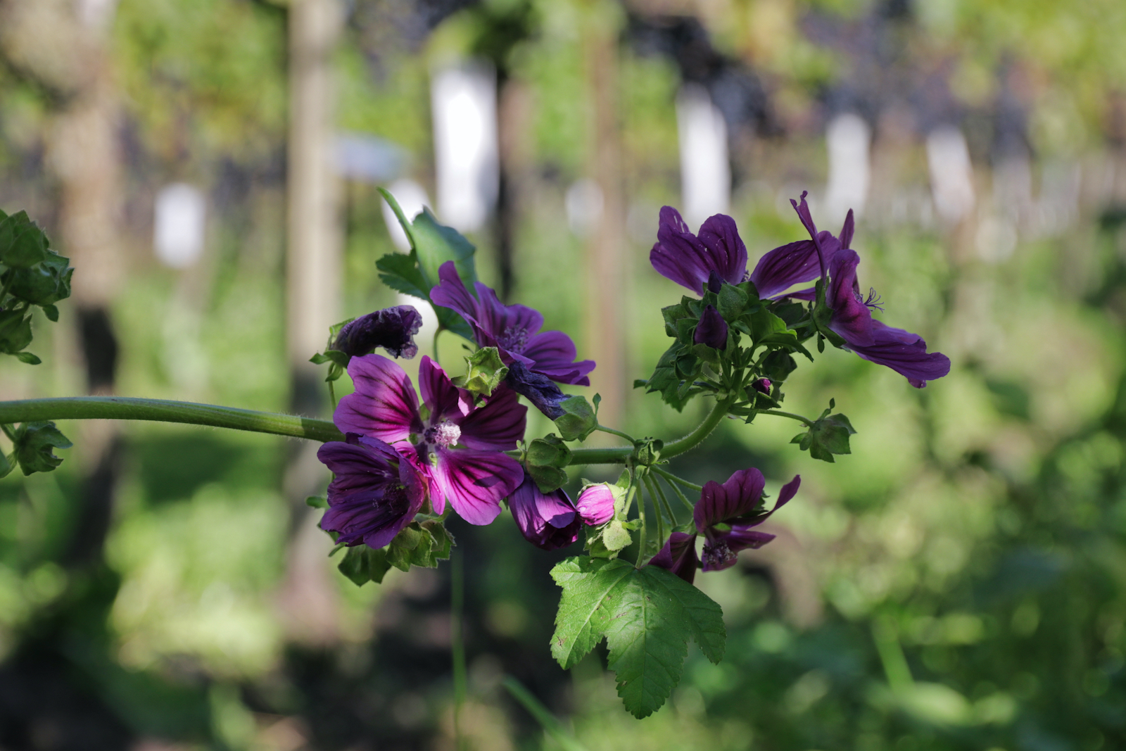 Afwisselende rijen met wilde bloemen in de wijngaard van Wijngoed De Reestlandhoeve