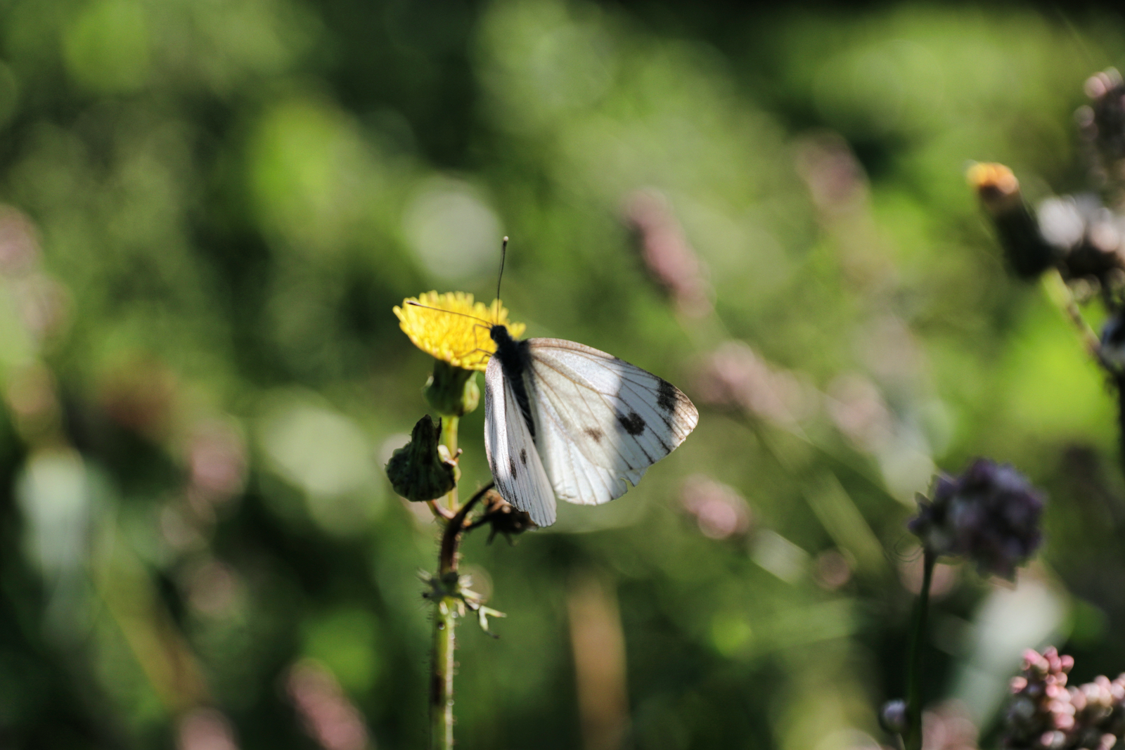 Wilde bloemen trekken veel vlinders aan in de wijngaard van Wijngoed De Reestlandhoeve