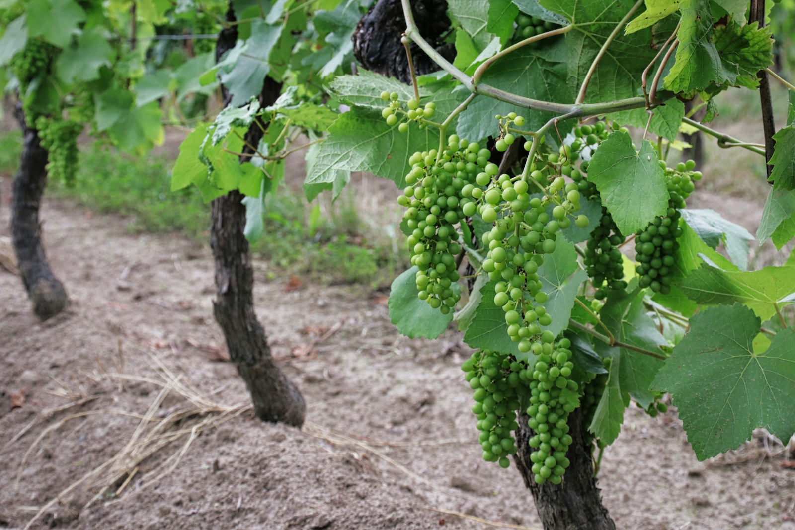 Vineyards of Wijngoed Thorn