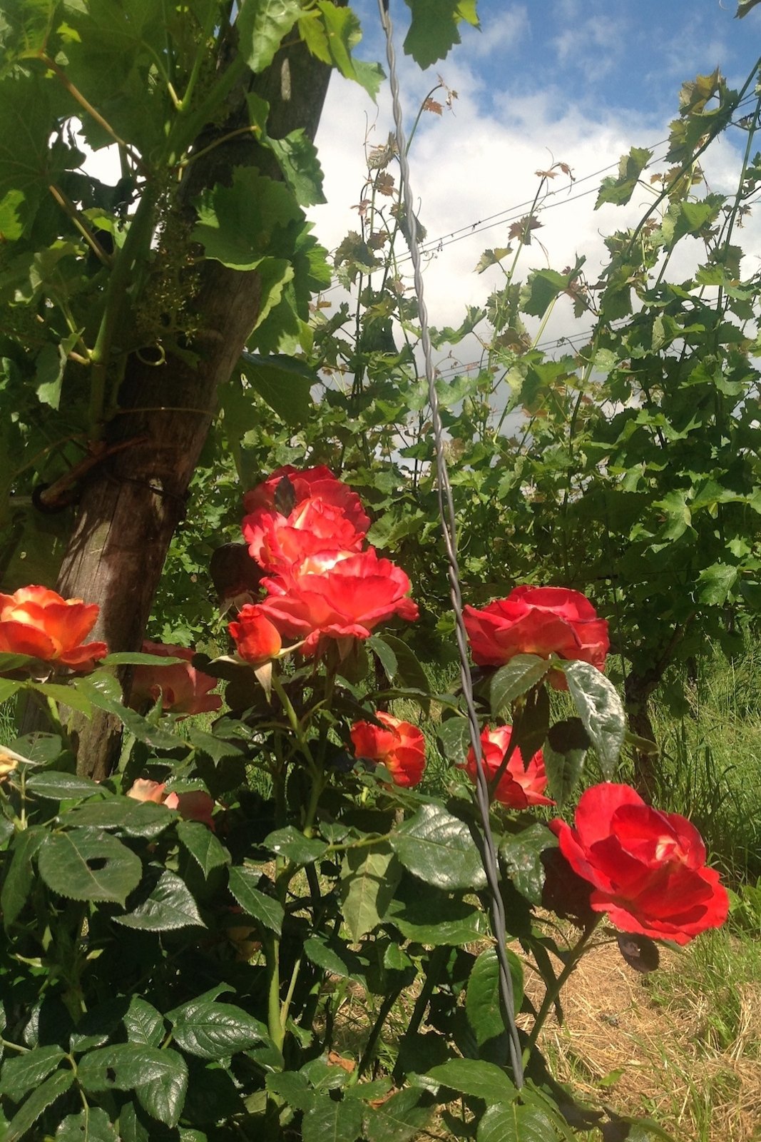 Roses act as early warning of mildew at Dutch winery Wijnboerderij 't Heekenbroek