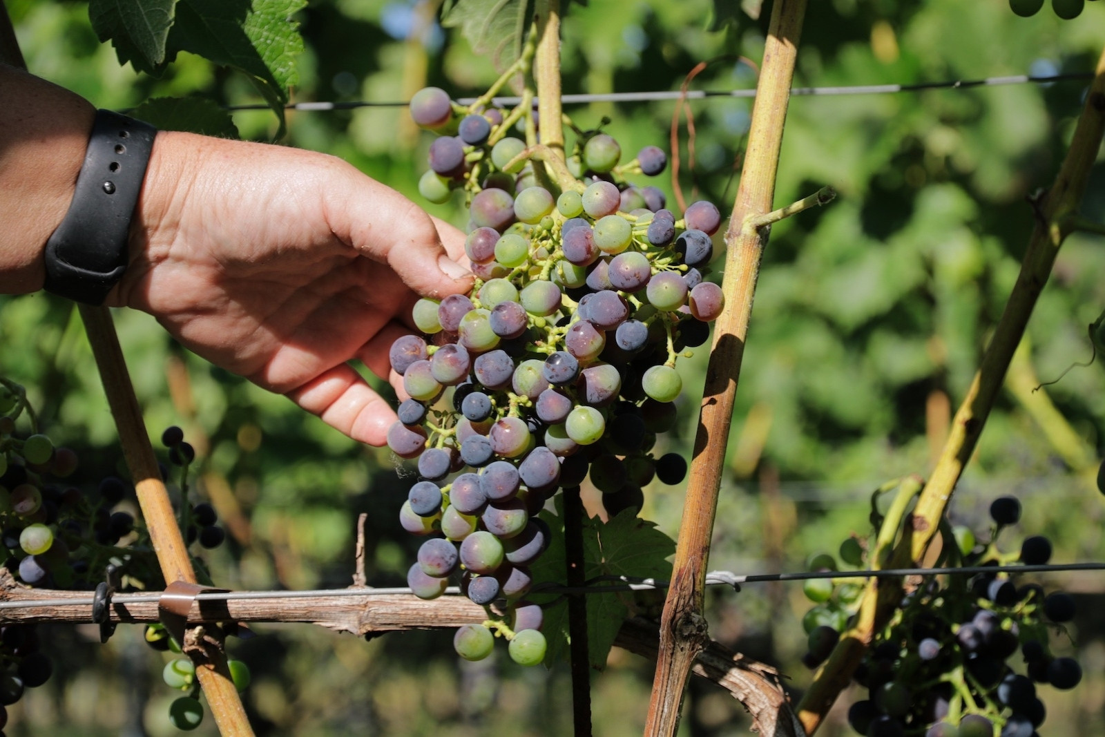 New PiWi grape varieties at Wijndomein Auansati in Kerk-Avezaath