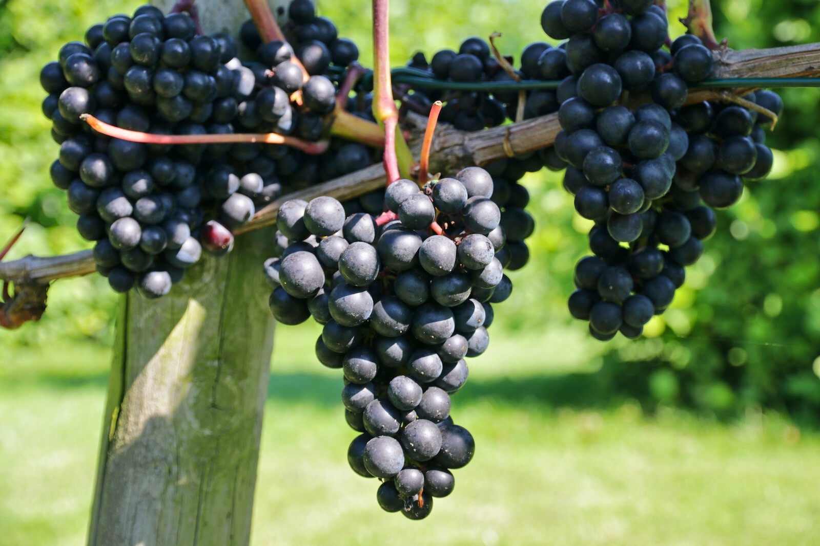 Rondo grape variety at Wijndomein De Koen