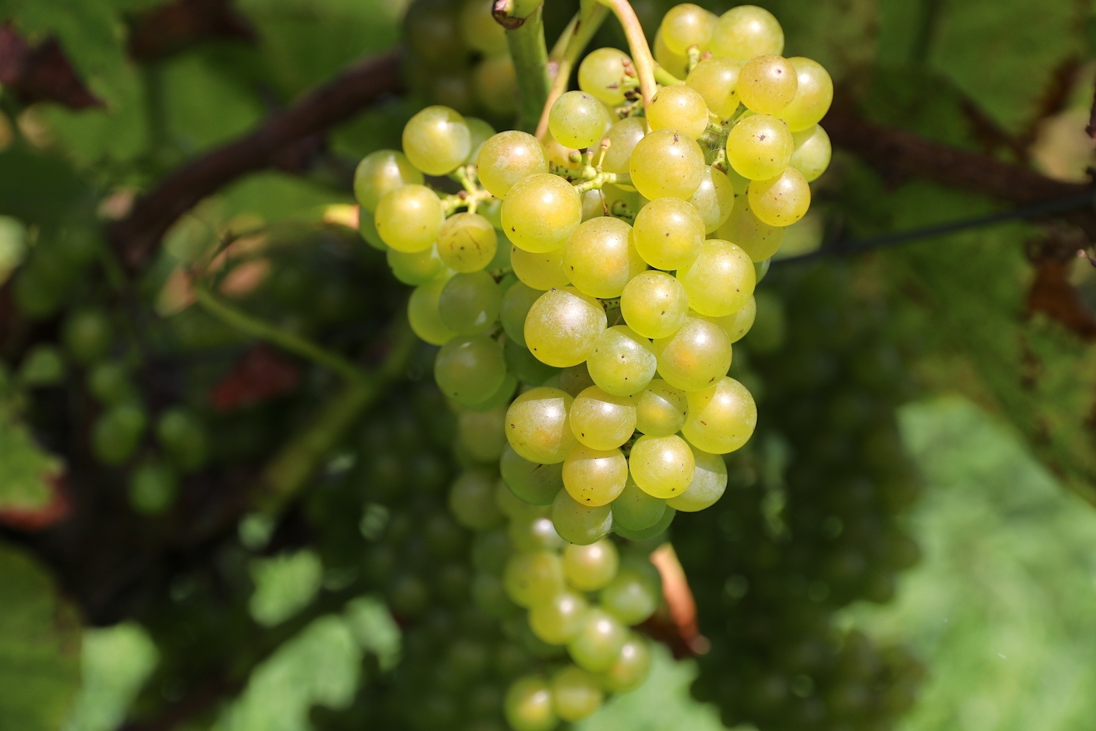 Johanniter grape variety at organic winery Oude Waalstroom