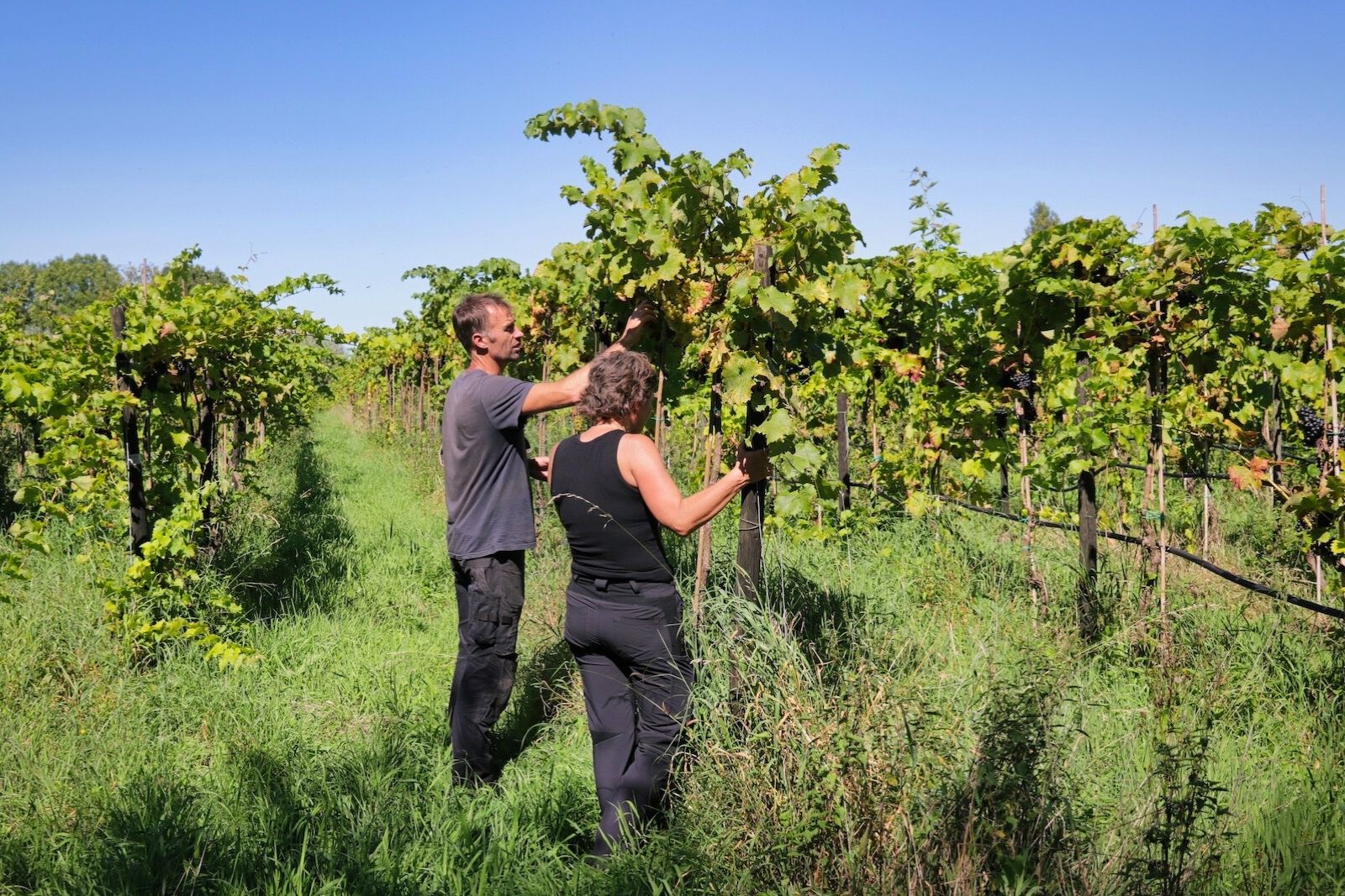 Ron Langeveld and his wife Monique in the vineyards of Wijngaard Dassemus in Chaam