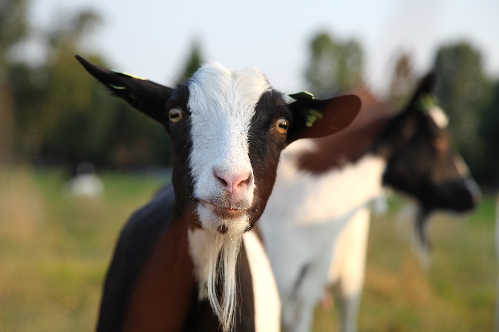 A curious goat at Wijngaard Dassemus in Chaam