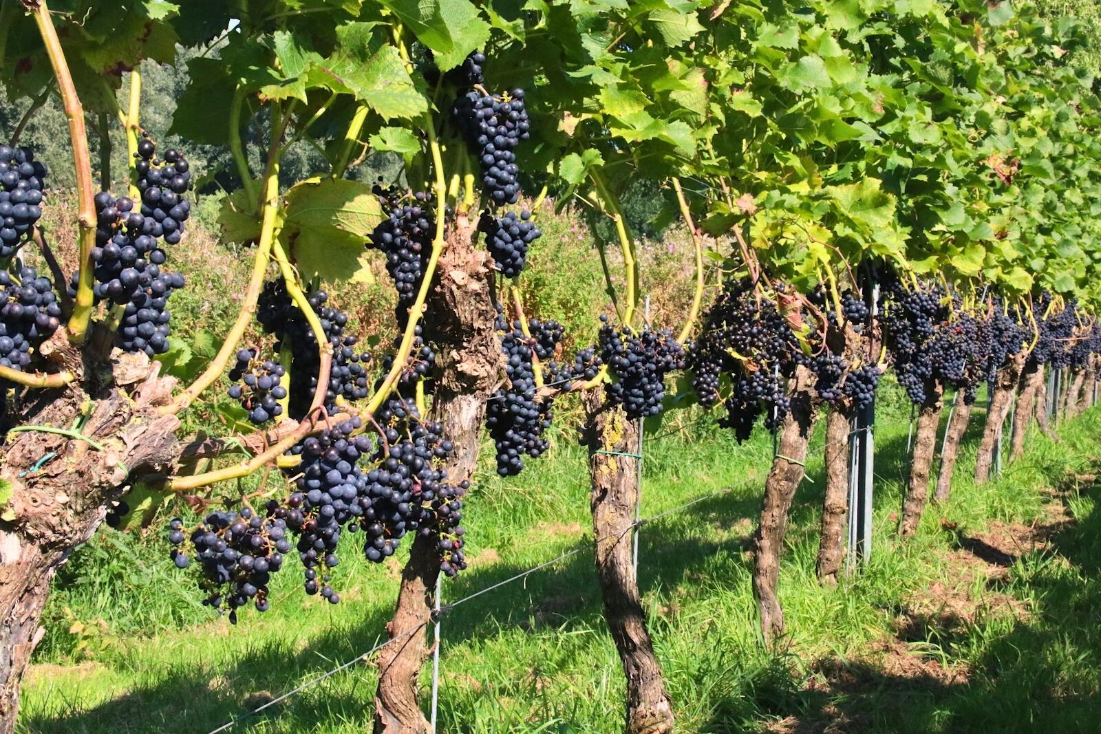 Volle trossen Cabernet Cortis in Wijngaard De Amsteltuin in Amstelveen