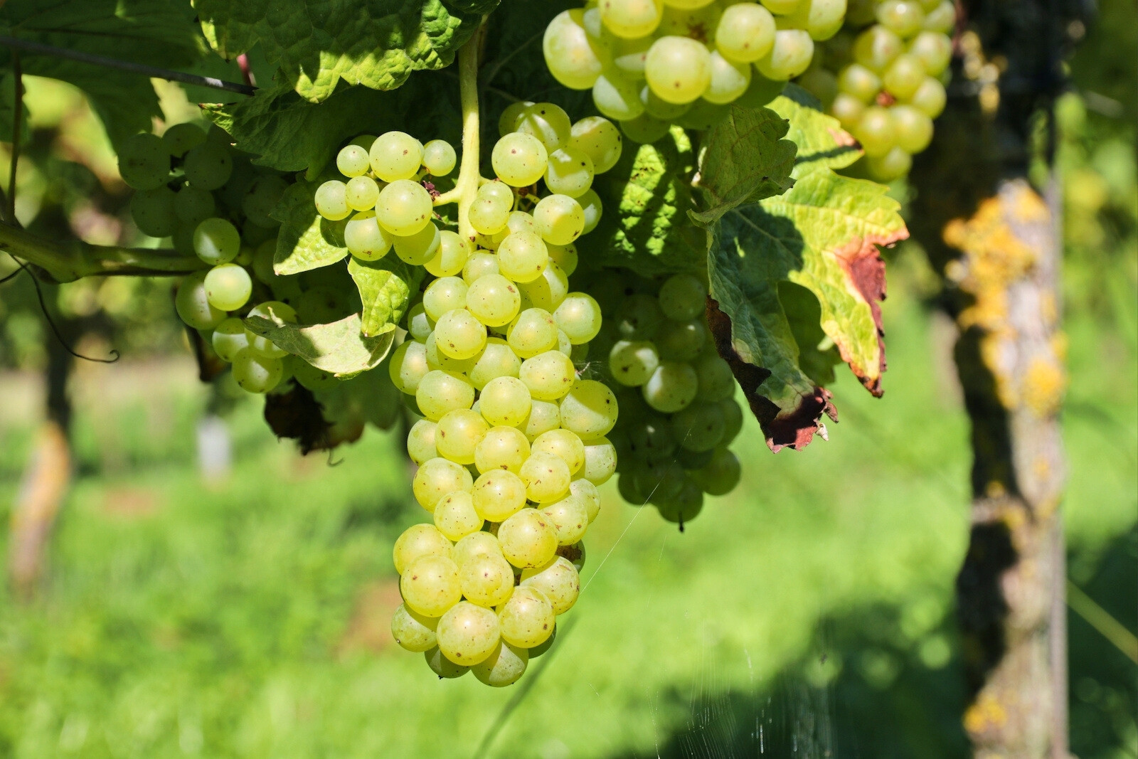 Johanniter grape variety at Wijngaard Saalhof in Wognum