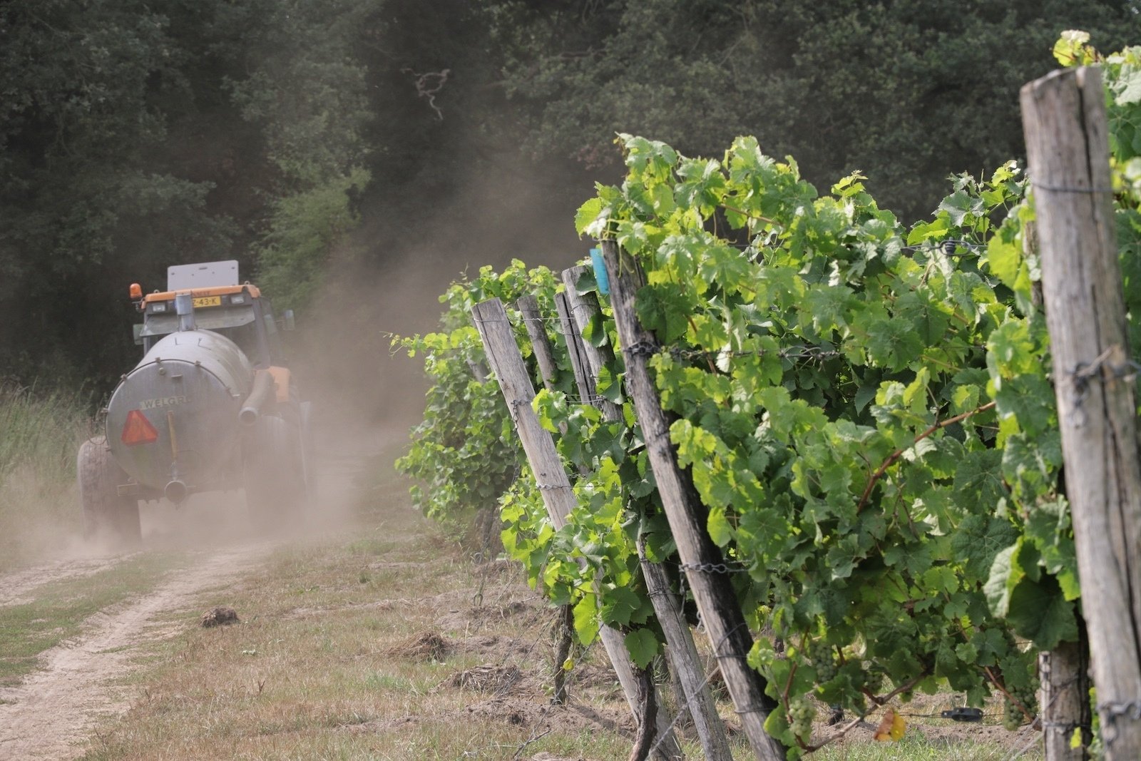 Vineyards of Dutch winery Wijngaard Hof van Twente