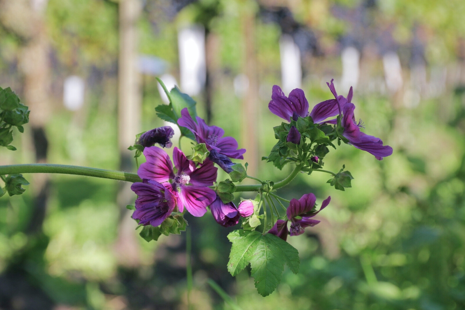 Alternate rows of wildflowers in the vineyards of Wijngoed De Reestlandhoeve in Balkbrug